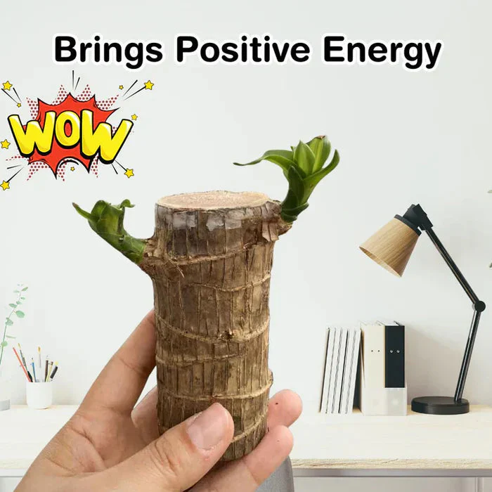 Brazilian Lucky Wood - Bring Fortune & Good Luck