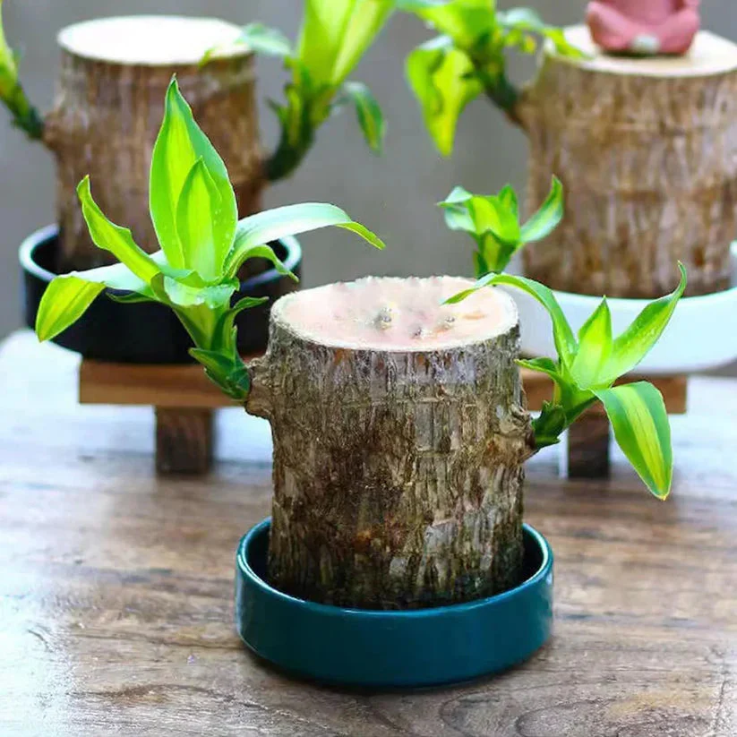 Brazilian Lucky Wood - Bring Fortune & Good Luck