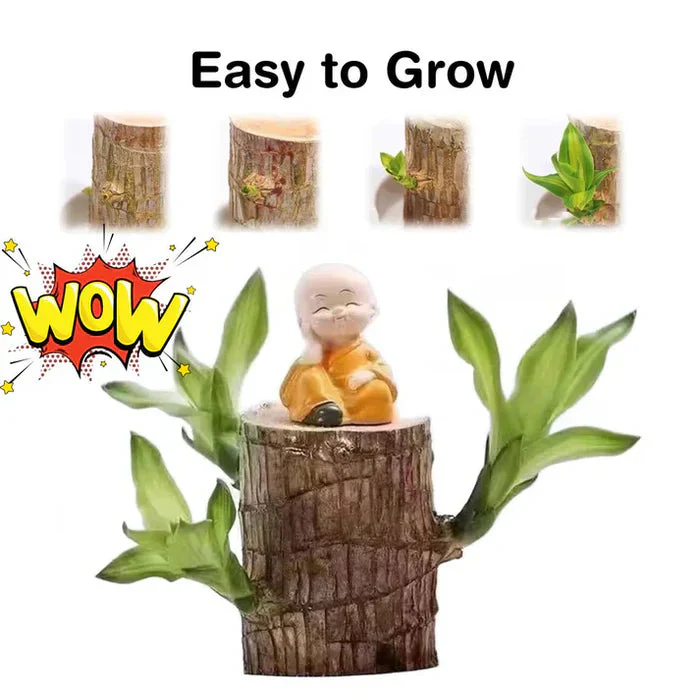 Brazilian Lucky Wood - Bring Fortune & Good Luck