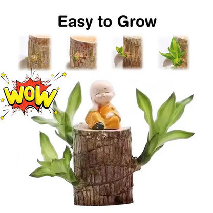 Brazilian Lucky Wood - Bring Fortune & Good Luck