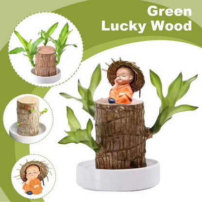 Brazilian Lucky Wood - Bring Fortune & Good Luck
