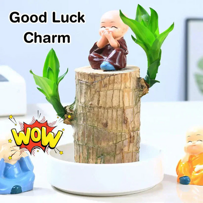 Brazilian Lucky Wood - Bring Fortune & Good Luck